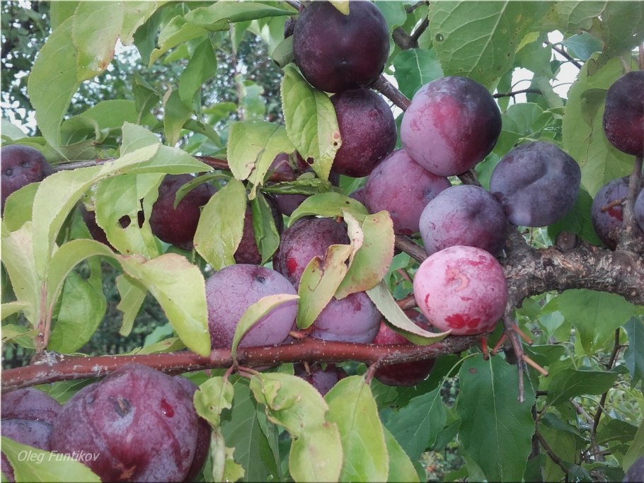 Слива красная