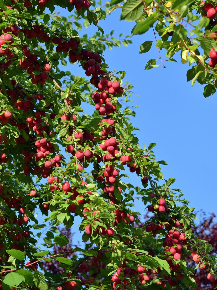 Гибрид слива персик абрикос шарафуга