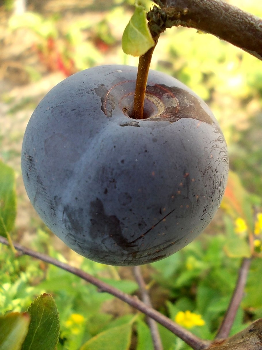 Алыча Глобус