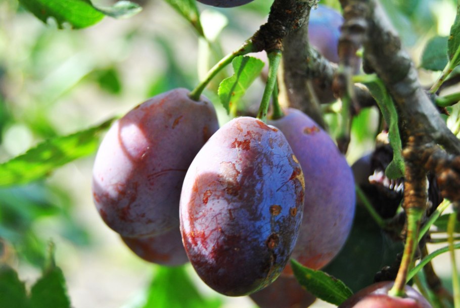 Слива русская (алыча) Кубанская Комета