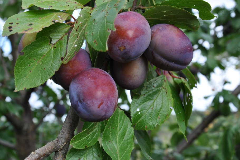 Алыча Крымская Комета