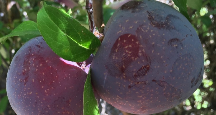 Косточковые деревья