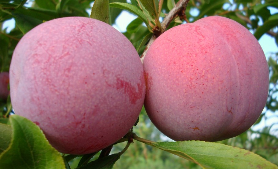 Слива оцарк премьер