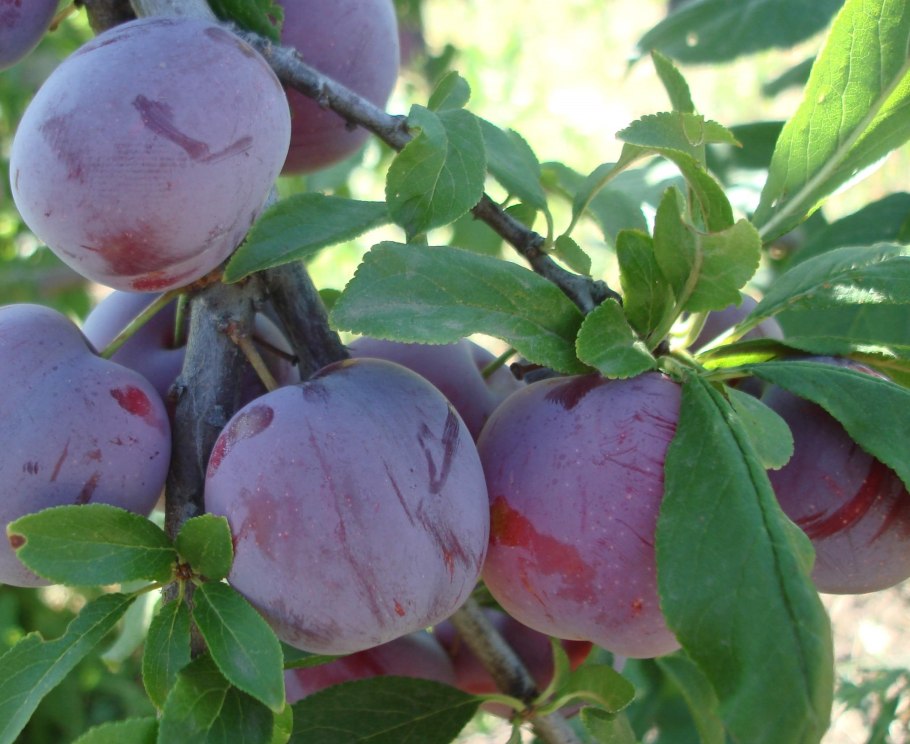 Слива шурафуга