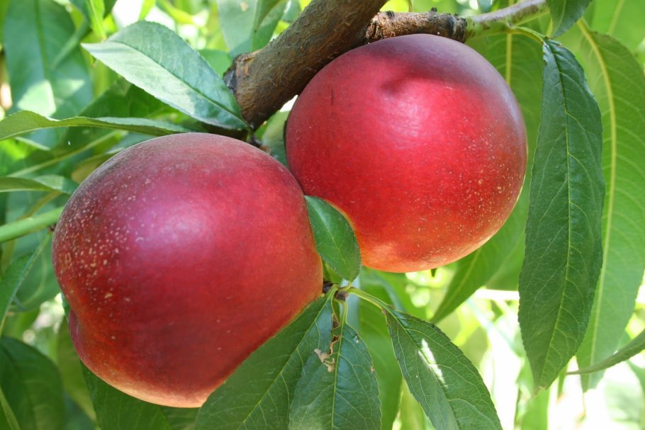 Слива абрикос гибрид шарафуга