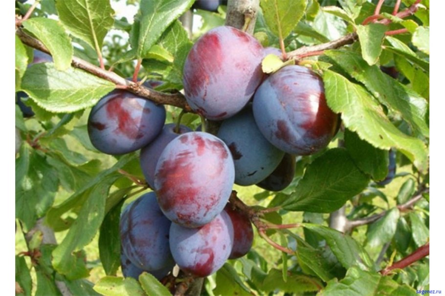 Слива гигант Бербанк