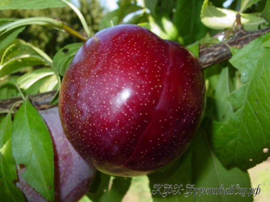 Шарафуга вельвет Санрайз