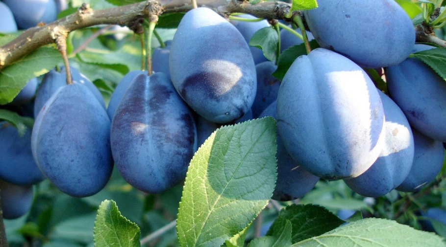 Алыча колоновидная Еремина