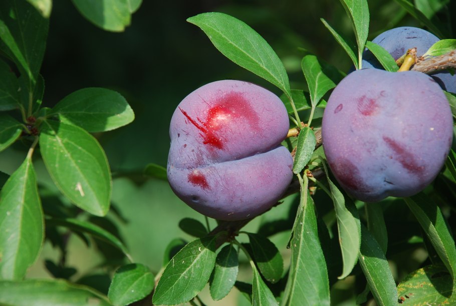 Слива красная 1 кг