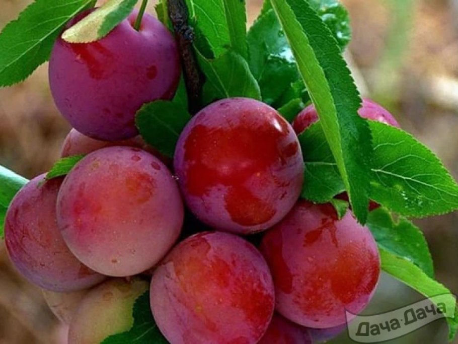 Шарафуга (гибрид) вельвет Санрайз