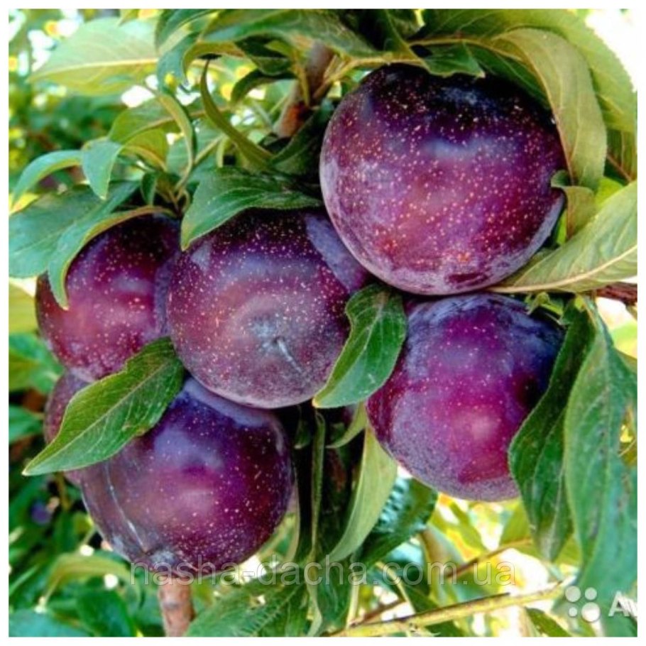 Нектарин сливовый