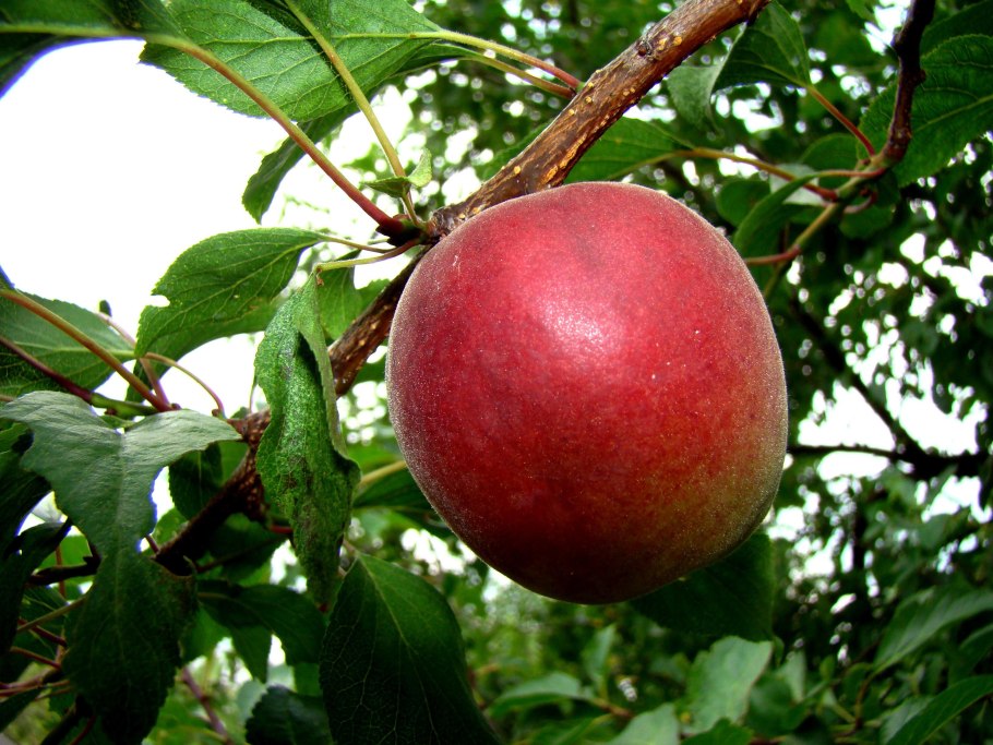 Шарафуга белла голд