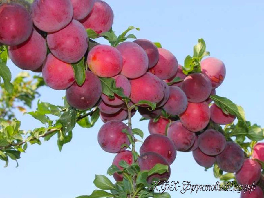 Гибридная Сусова (алыча)