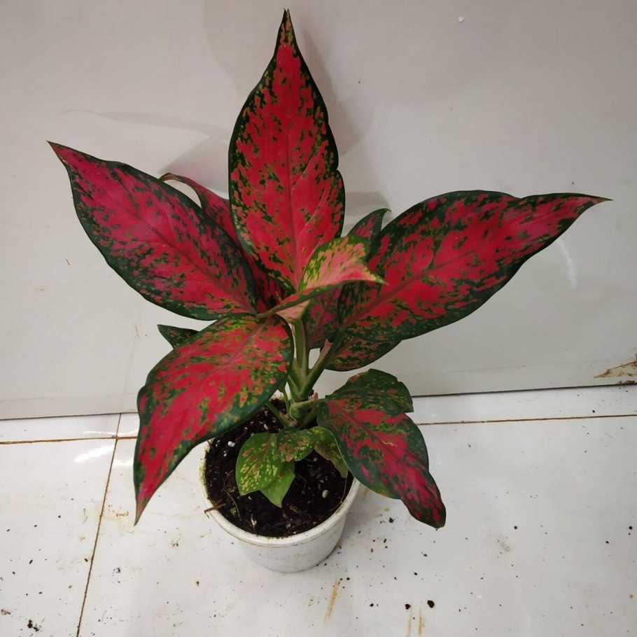 Aglaonema pictum Tricolor