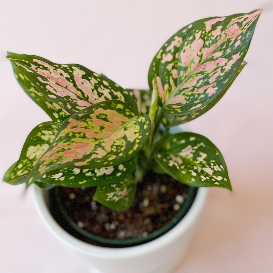 Aglaonema pictum Tricolor