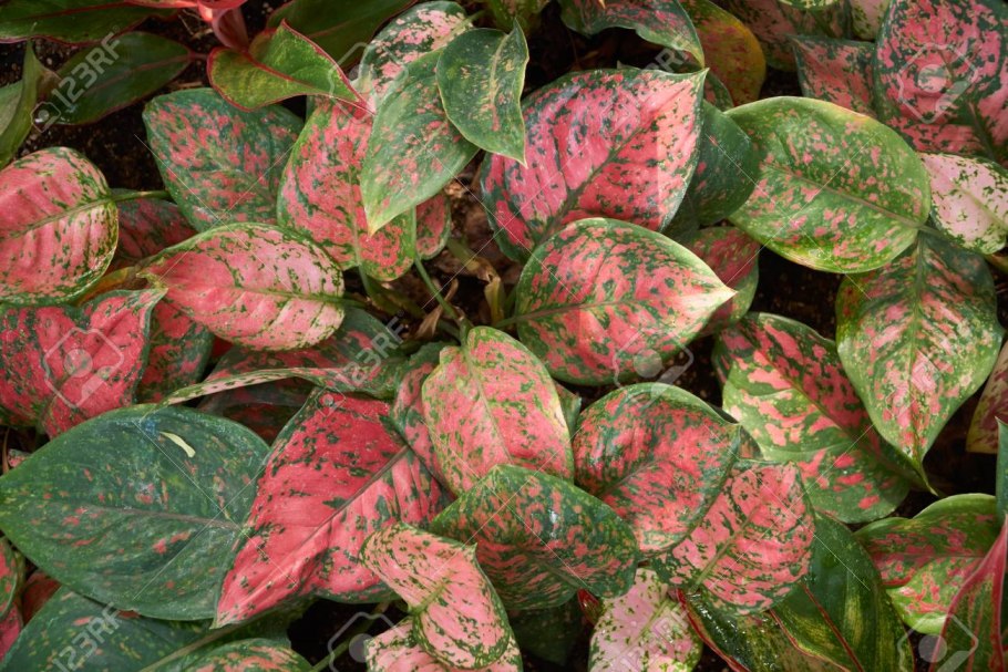 Аглаонема Пинк Aglaonema Pink