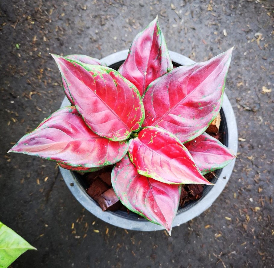 Aglaonema pictum Tricolor