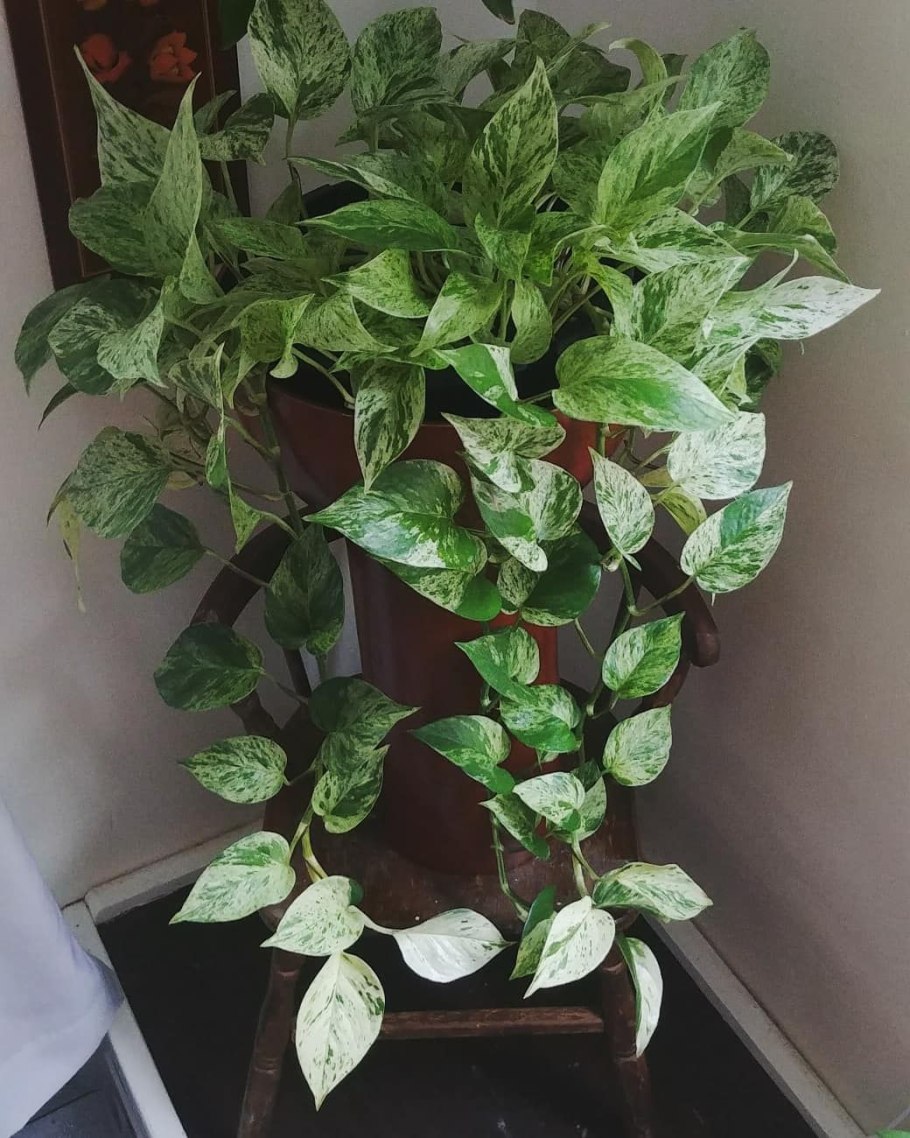 Эпипремнум Marble Queen