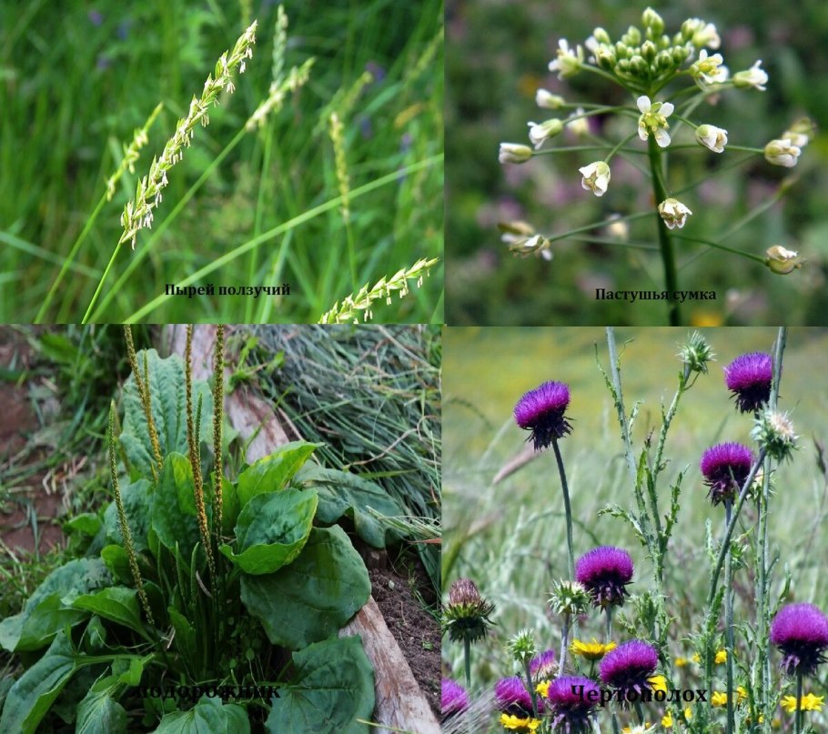 Сорные растения, сорняки