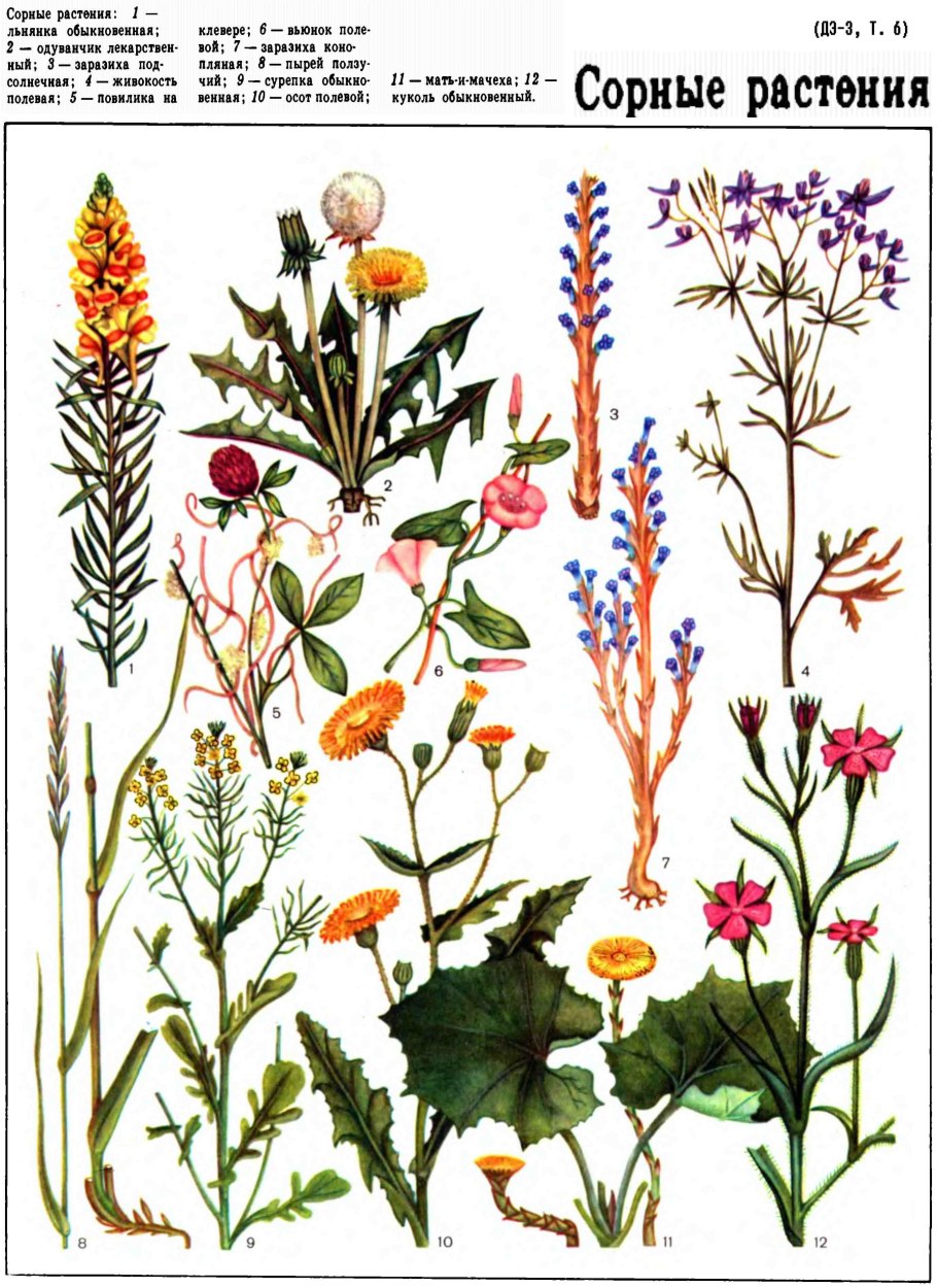 Методы борьбы с амброзией полыннолистной