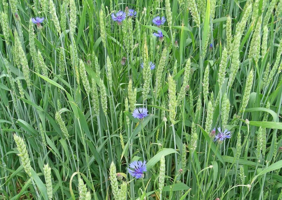 Василек синий сорняк