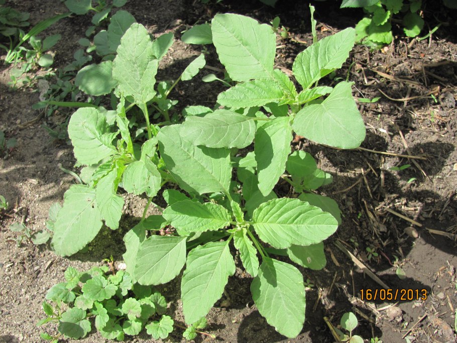 Многолетние крестоцветные сорняки