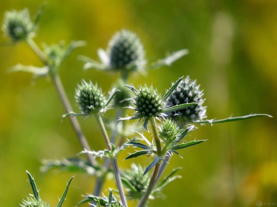 Амброзия трехраздельная