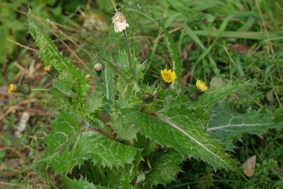 Мелколепестник канадский Erigeron canadensis