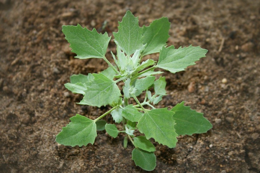 Сорняк чертополох Carduus