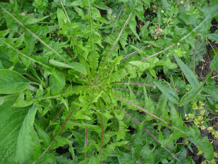 Марь белая лебеда