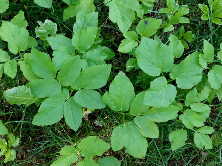 Сорные растения сорные растения