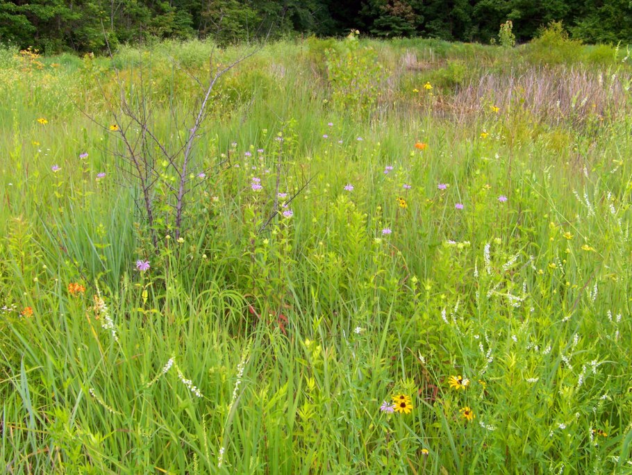 Борщевик, пырей, сныть, мокрица, осот
