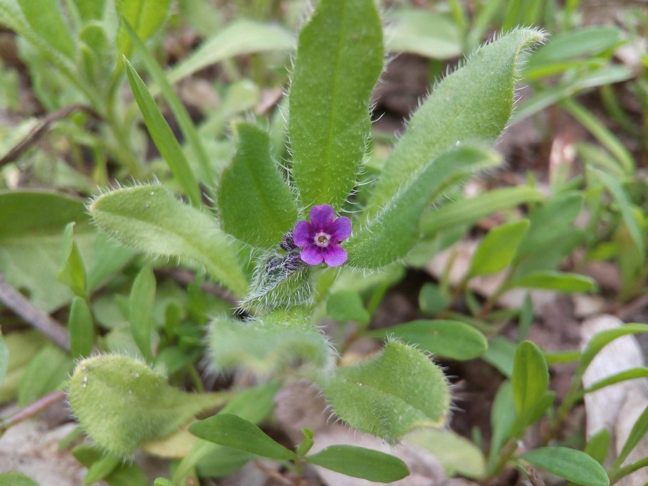 Осот огородный сорняк