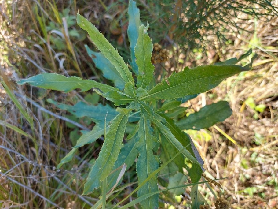 Ползучий сорняк монетчатый