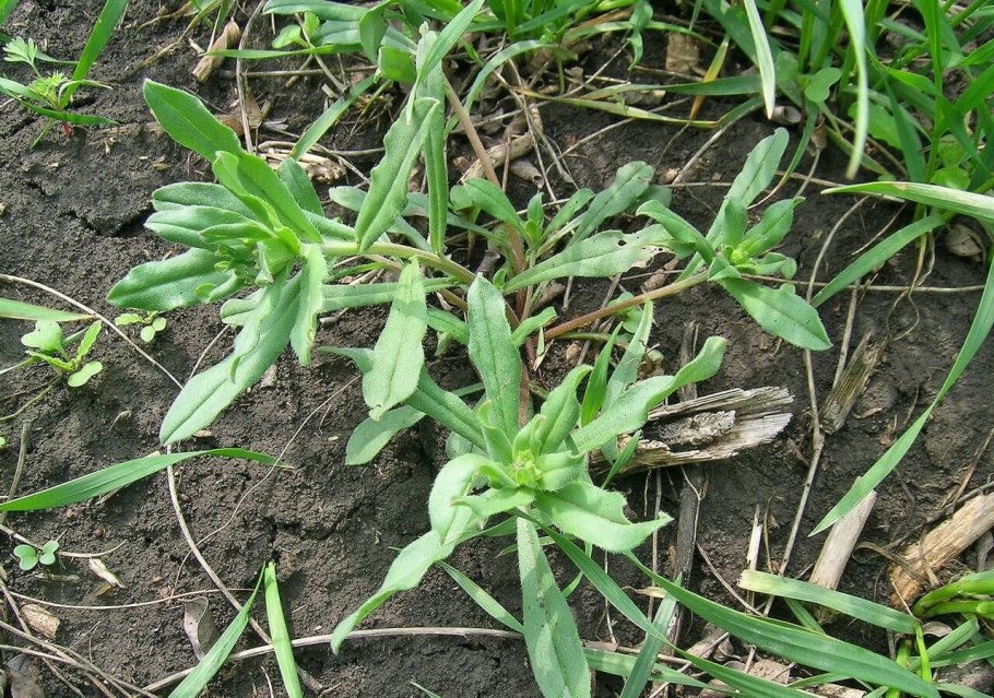 Сорняк Галинзога четырехлучевая