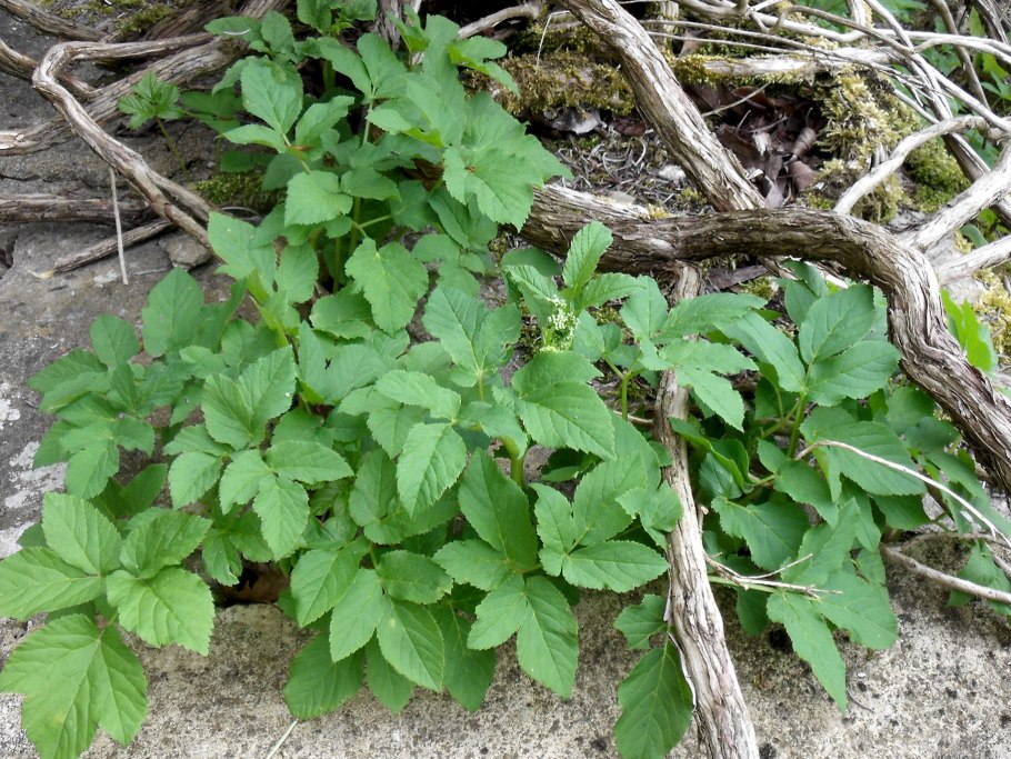 Сорняк брицца