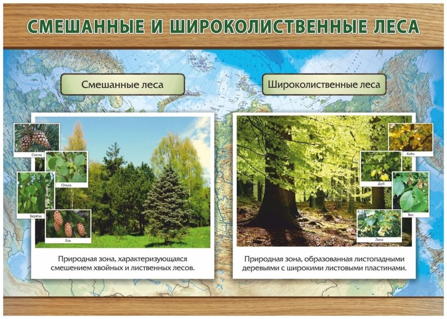 Широколиственный лес растения