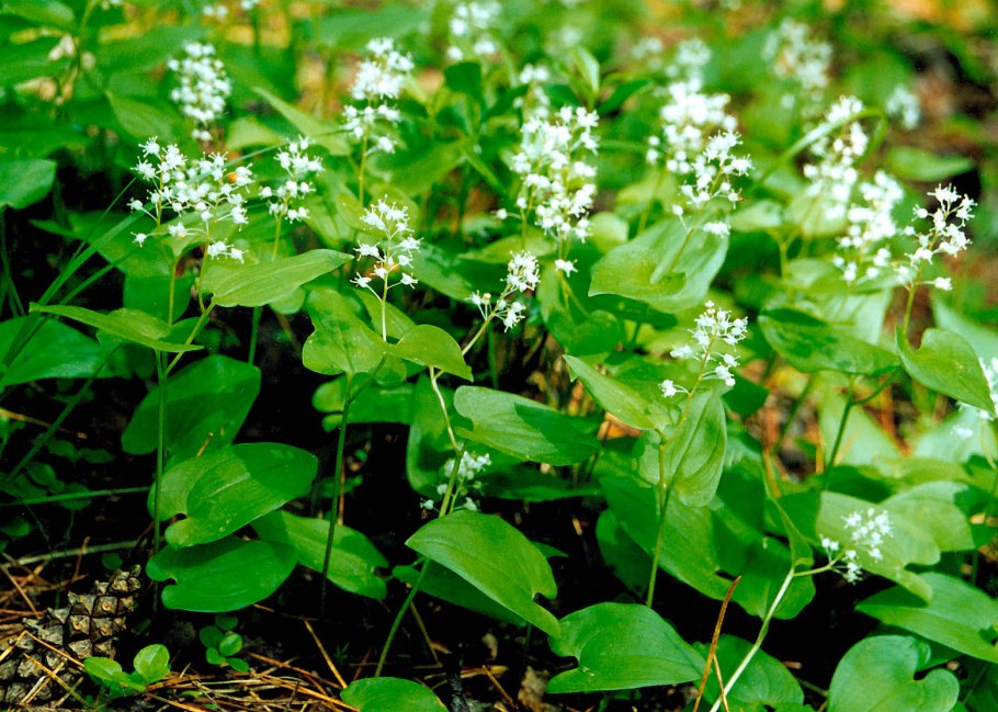 Смешанные леса и широколиственные леса России