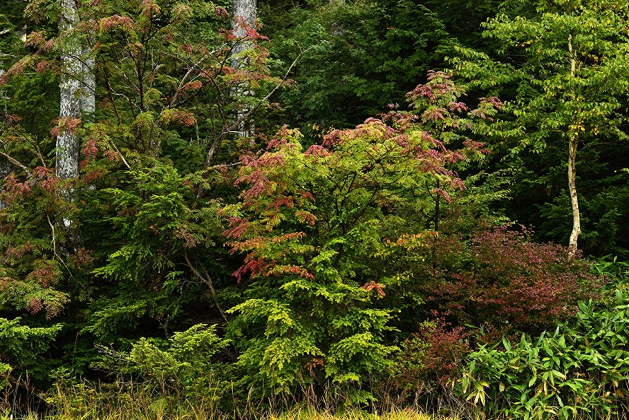 Лиственница Сибирская Larix sibirica