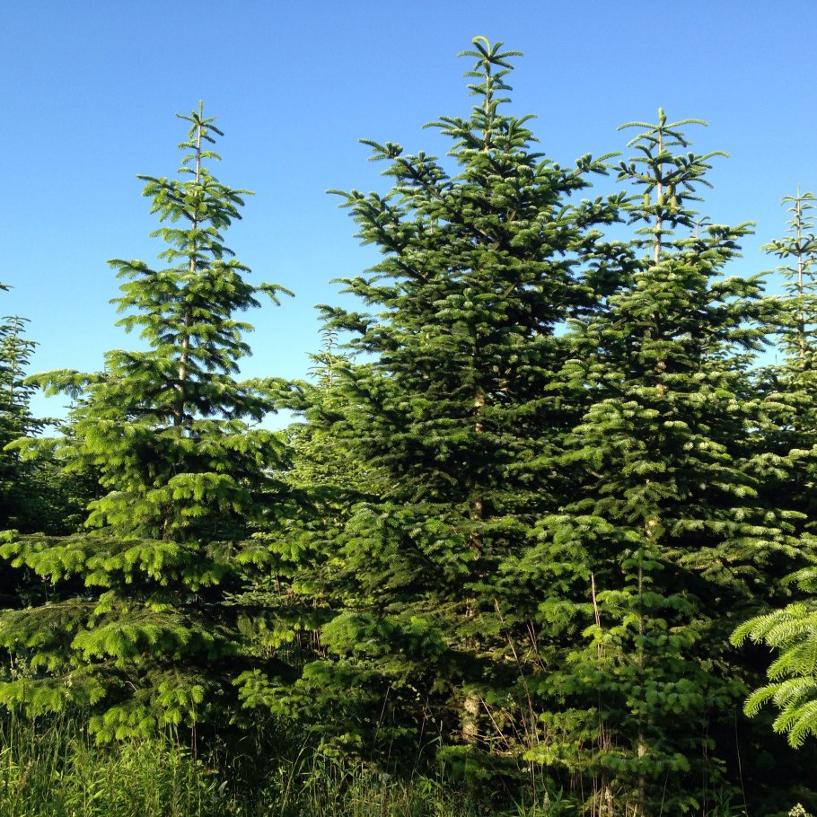 Хвойно-широколиственный лес