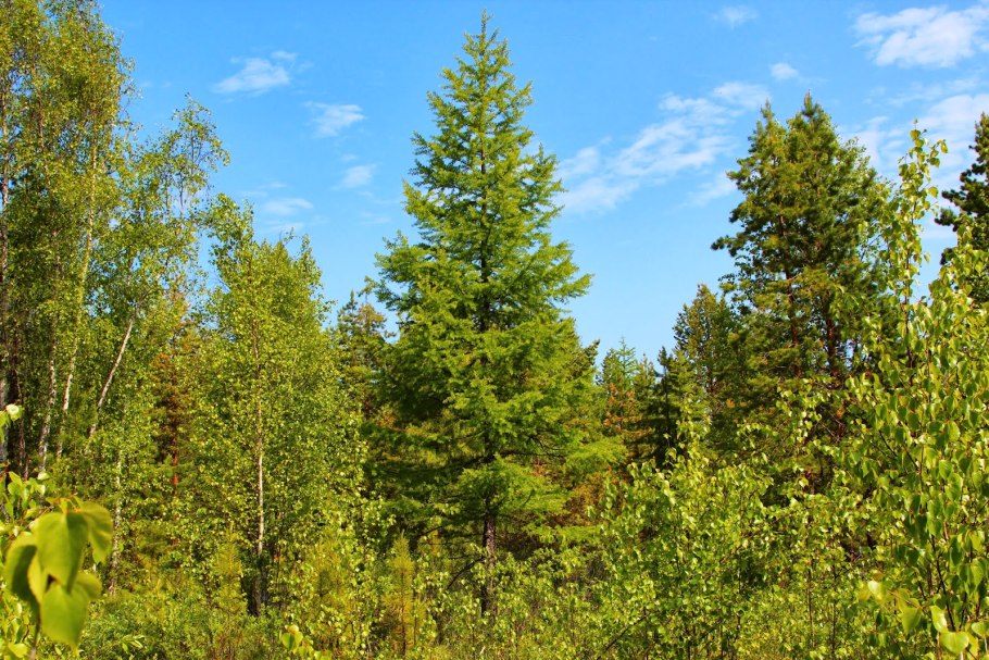 Лиственница сибирская larix sibirica
