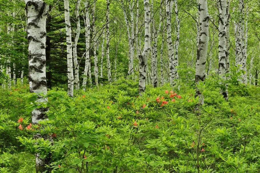 Широколиственный лес Финляндия