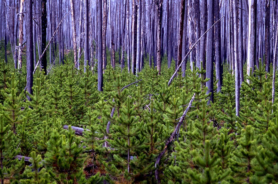 Сосна Pinus nigra