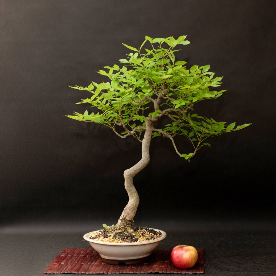 Silver Fox авторский бонсай в России