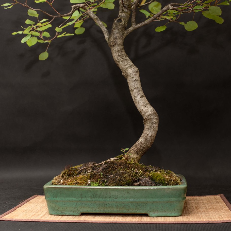 Платан бонсай