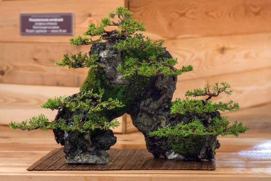 Бонсай Тюхин