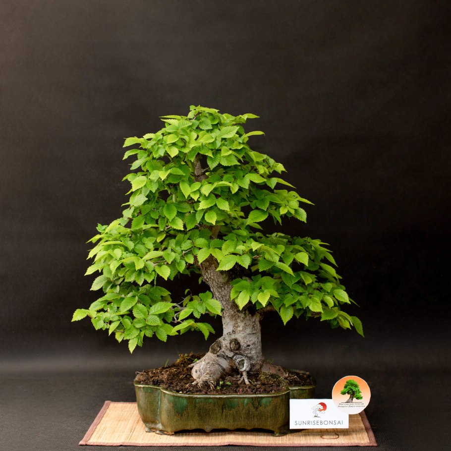 Вяз мелколистный карагач