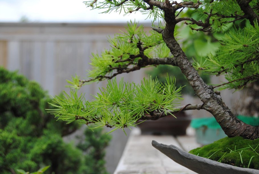 Сосна Кедровая Сибирская бонсай