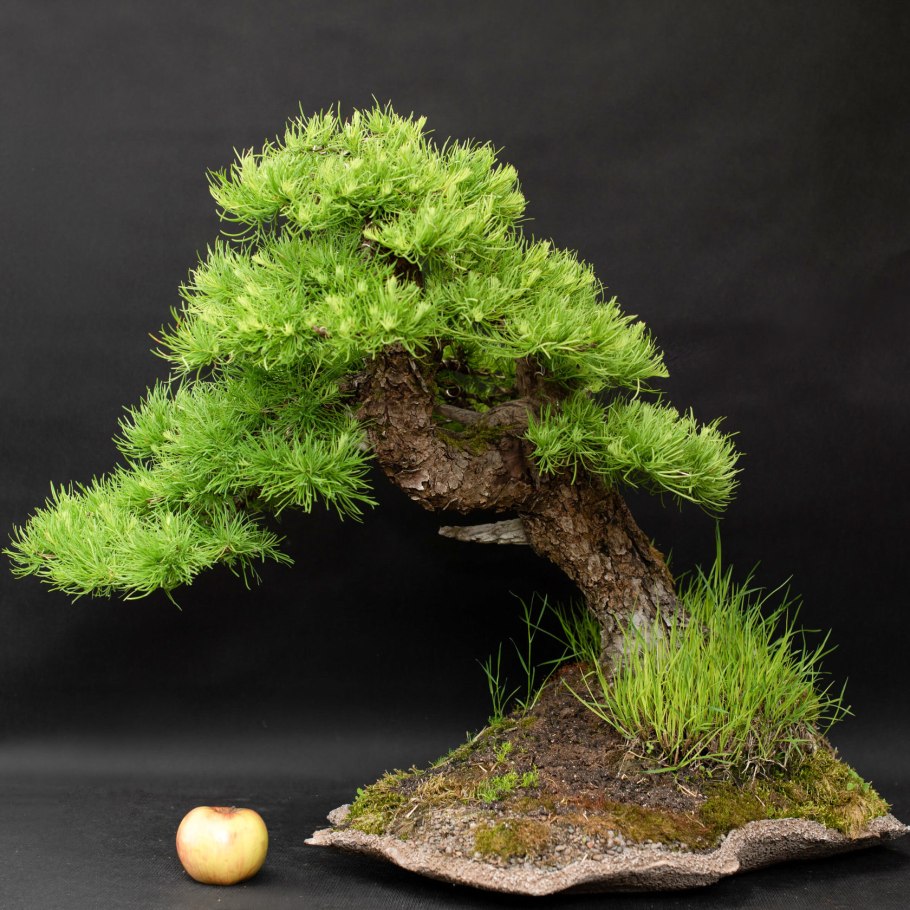 Бонсай Тюхин