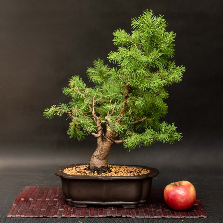 Османтус бонсай